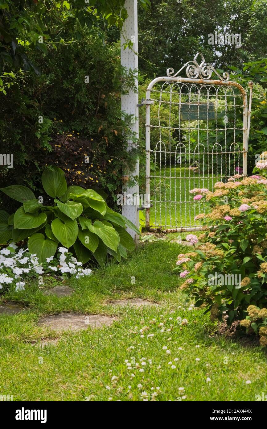 White rusted metal fence gate flanked by Thuja occidentalis - Cedar trees, Hosta plants and Spiraea japonica ' Gold Mound' - Spirea shrub in garden Stock Photo
