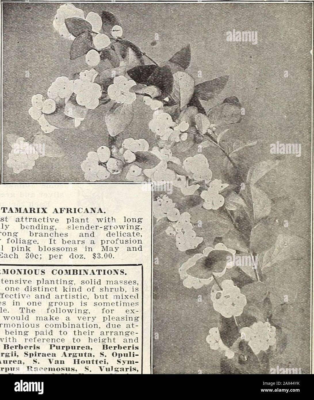 Currie's farm and garden annual : spring 1915 . TAMARIX AFRICANA. A most attractive plant with longgracefully bending, slender-growing,but strong branches and delicate,feathery foliage. It bears a profusionof small pink blossoms in May andJune. Each 30c; per doz. $3.00. SPIRAEA ANTHONY WATEREH HARMONIOUS COMHINATIONS. In extensive planting, solid masses,each of one distinct kind of shrub, ismost effective and artistic, but mixedvarieties in one group is sometimesdesirable. The following, for ex-ample, would make a very pleasingand harmonious combination, due at-tention being paid to their arra Stock Photo