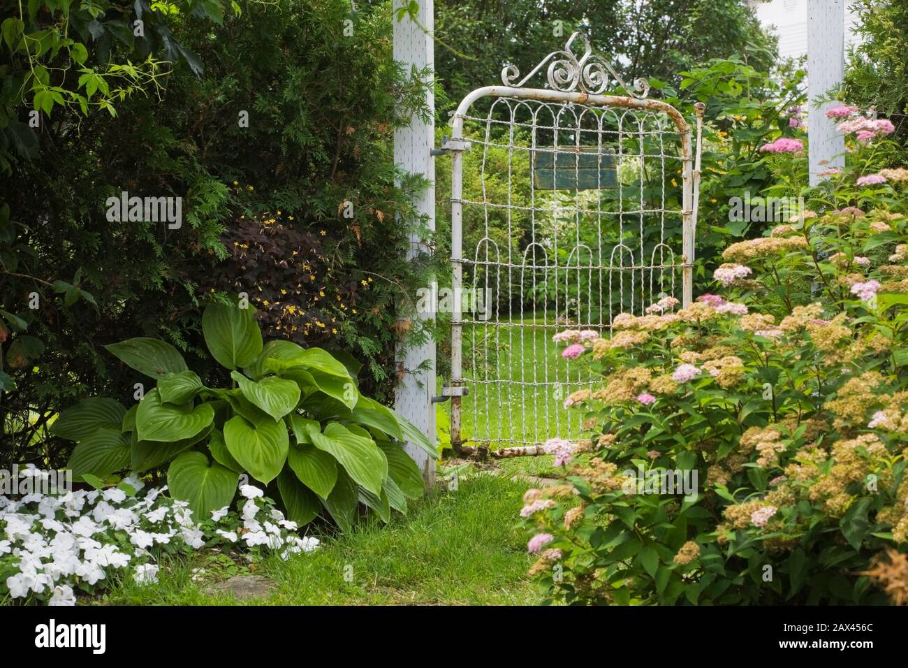 White rusted metal fence gate flanked by Thuja occidentalis - Cedar trees, Hosta plants and pink Spiraea japonica ' Gold Mound' - Spirea shrub Stock Photo