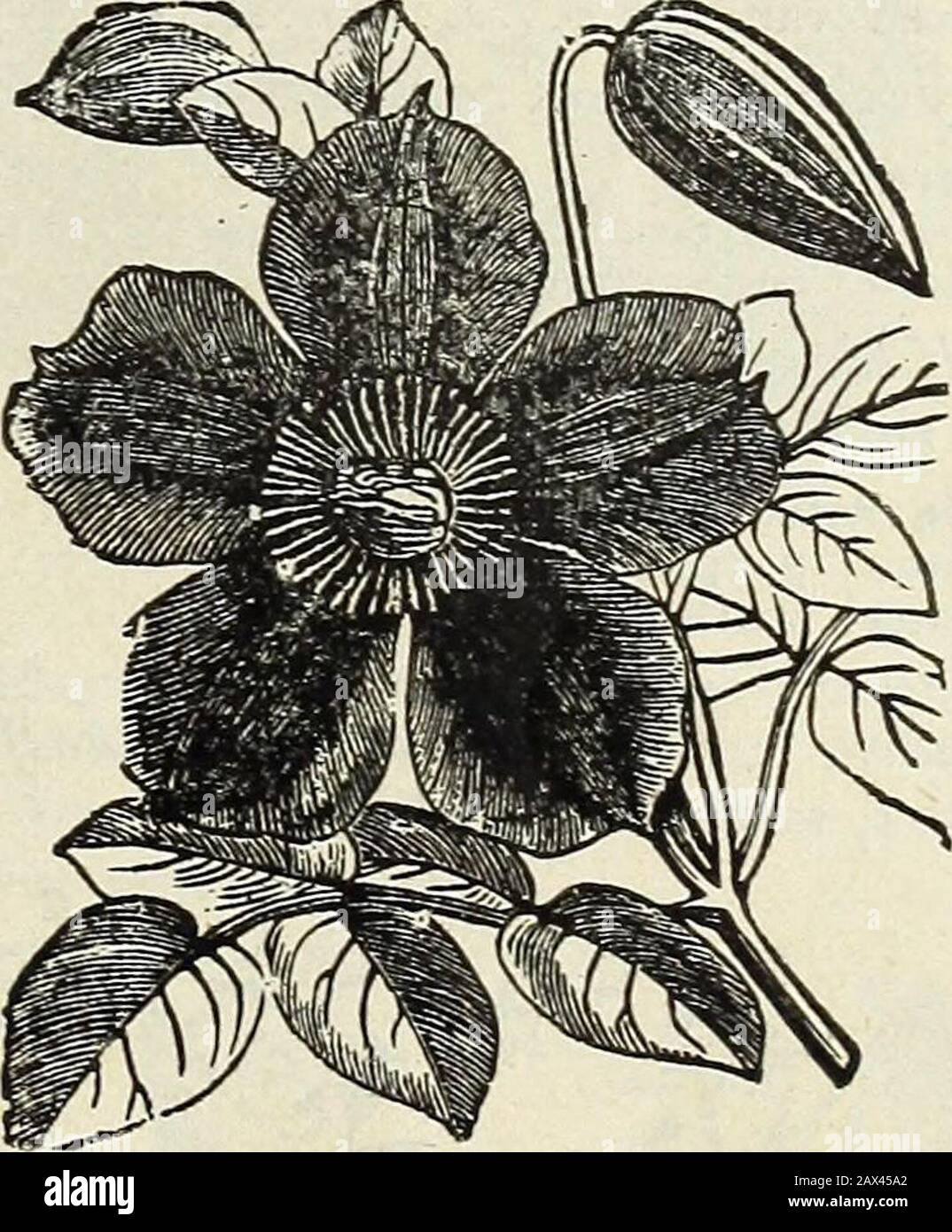 Spring catalogue of John Saul's new, rare and beautiful flower and garden seeds grown and imported by John Saul, Washington D.C1888 . Coboea.Clittoria Ccerulea; a climbing plant of moderategrowth, which flowers freely during summer;flowers in clusters of deep mazarine blue, pea-shaped Clematis flammula, (sweet scented Virgins bower); a perennial Climber, with white, very fragrant flowers Jackman type; seed from my superb collection, mixed Baloon Vine.Cypress Vine, (Ipomea quamoclit); a beautiful rapidgrowing Climber, with Fern-like foliage. Coccinea : bright crimson 0r Ivy-leaved, new ; scarle Stock Photo