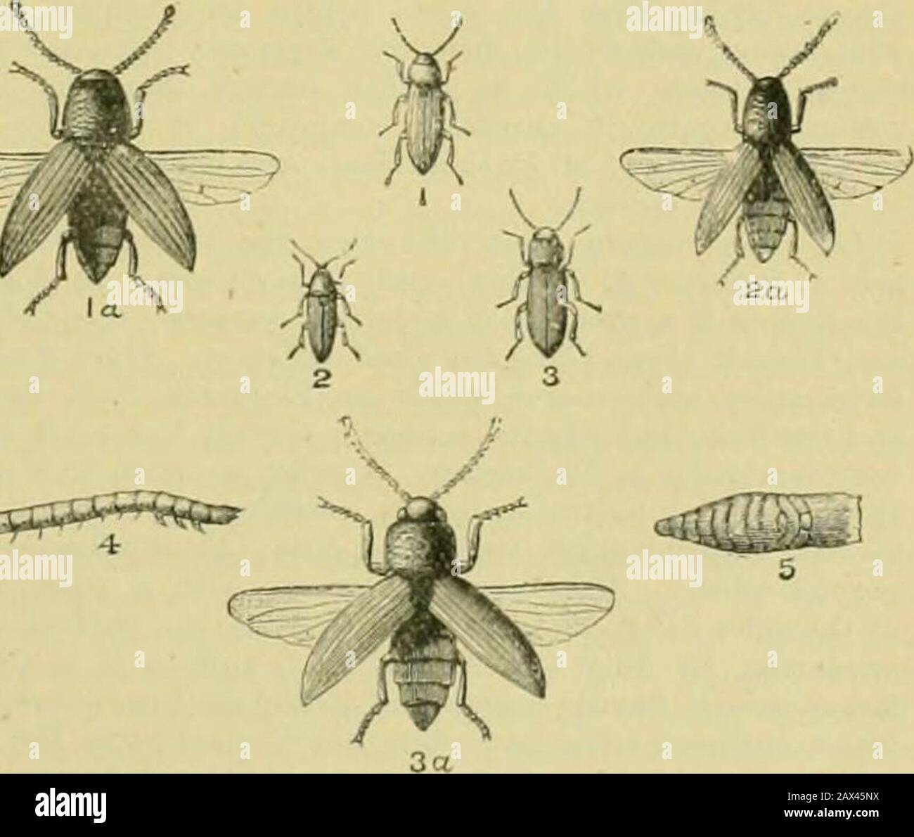 The century supplement to the dictionary of gardening, a practical and scientific encyclopaedia of horticulture for gardeners and botanists . slightly hairy, in other respects likethose of the coniiuon JJox. Jlrai^ches twiggy, numerous, theyoungest ones silky-hairv. SVN. Fabricia nii-icta. (L. E. C.1219.) AGOSERIS. A synonym of Troximon (which see). AGRICOIiiEA. A synonym of Clerodendrou (which see). AGRILUS. Ord. Coleoptera. Out of some 500known species only five are found in Britain. Thejusually inliabit tlie stems of young Beech; but one species,a most beautiful insect, is credited with inf Stock Photo