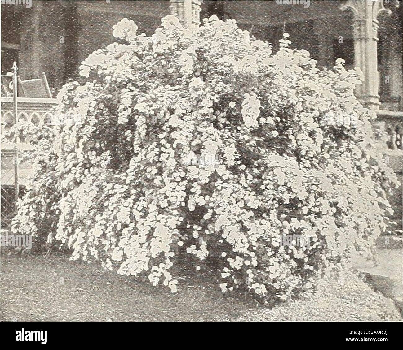 Currie's farm and garden annual : spring 1915 . LILAC.PER DOZ. !?5.00. 106 CURRIE BROTHERS COMPANY, MILWAUKEE, WIS.. SPIRAEA VAN HODTTBI. S. Van Houttei—This is beyond doubt the handsomestof all Spiraeas; in fact, it has few if any equalsamong ornamental shrubs. When in full bloom inMay and June it presents an appearance difficult todescribe, except that from a little distance it seemsto be wreathed with snow, the branches droopinggracefully under the fleecy covering. Even whennot in bloom the plant from its habit of growth andpretty foliage has a very pleasing and artistic effect,either as a Stock Photo