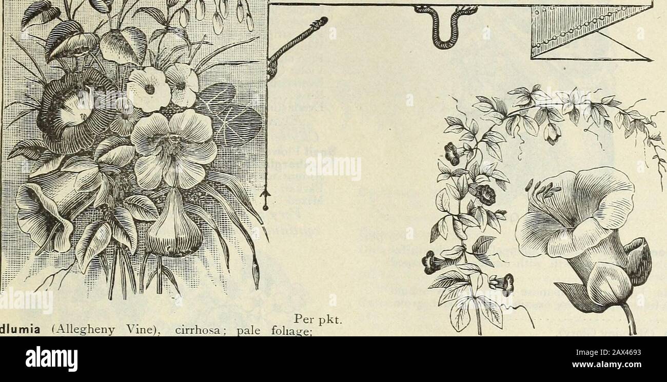 Spring catalogue of John Saul's new, rare and beautiful flower and garden seeds grown and imported by John Saul, Washington D.C1888 . i C LIMBERS. Per pkt.Adlumia (Allegheny Vine), cirrhosa; pale foliage; flowers flesh colored $ IO Bignonia Radicans ; Trumpet Vine IO Balloon Vine, (Cardiospermum Haliacabum), a vine of rapid growth, flowers white, capsules inflated 05 Stock Photo