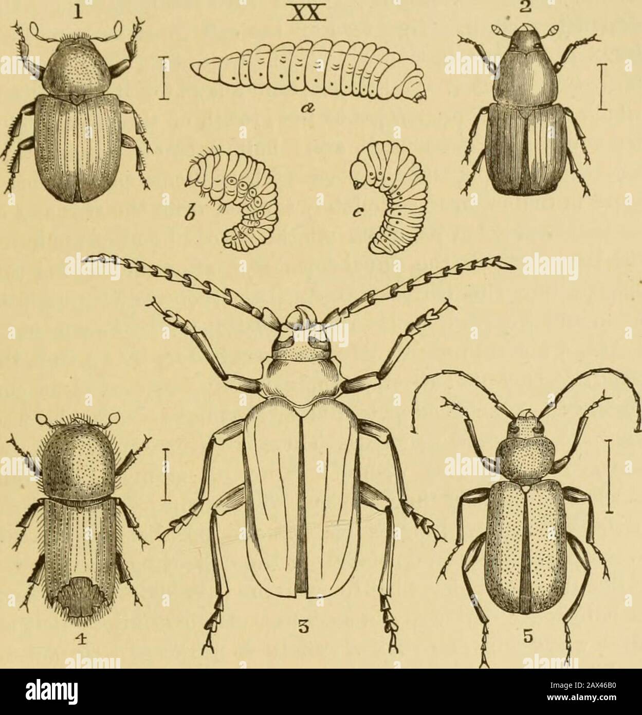 Insects at home; being a popular account of insects, their structure ...