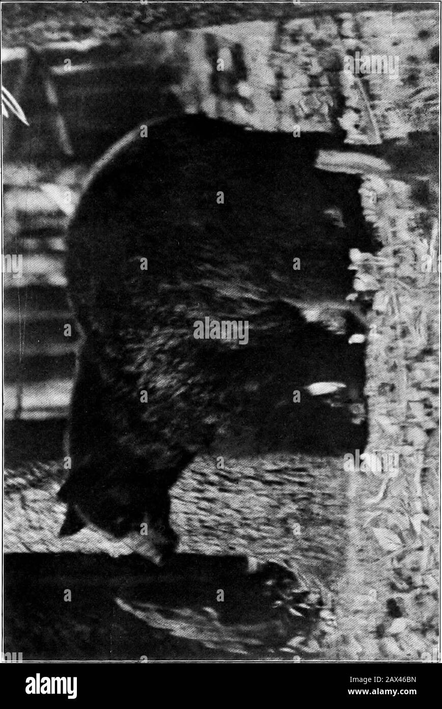 The black bear . nce, in the summerof 1906 I was camped high up on the continentaldivide in the mountains of Wyoming with two boys,Tommy and Bill Richards. One day when we wereout in the hills we saw a Black Bear go into a thicktangle of underbrush surrounding a big pine tree andlying at the foot of a perpendicular cliff; and we de-termined for the fun of the thing to drive it out so asto get a good look at it. I accordingly made my wayto the extreme right of the thicket, Bill stationedhimself in front, and Tommy stayed where we werewhen we first saw the bear. Then at a given signal weall rush Stock Photo