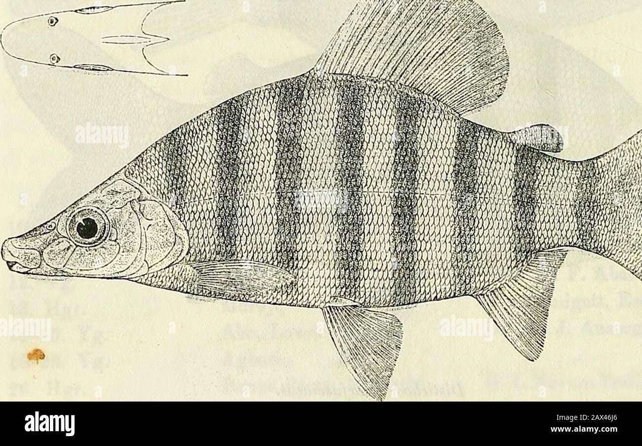 Catalogue of the fresh-water fishes of Africa in the British Museum (Natural History) . Weeks (P.).Brussels University.Rev. W. H. Bentley (C. 17. DISTICHODUS LUSOSSO. Sehilthuis, Tijdschr. Ned. Dierk. Ver. (2) iii. 1891, p. 90 ; Bouleng. Poiss. Bass. Congo, p. 195 (1901).Distichodus leptorhynchus, Bouleng. Ann. & Mag. N. H. (G) xx. 1897, p. 42?. Depth of body 2^ to 3^ times in total length, length of head 3 to3^ times. Head ly to 1-^ times as long as deep, 2^ to 3 times as long asbroad; snout rounded, not compressed, longer than deep, its length greaterthan interorbital width, 1| to 2£ diamete Stock Photo