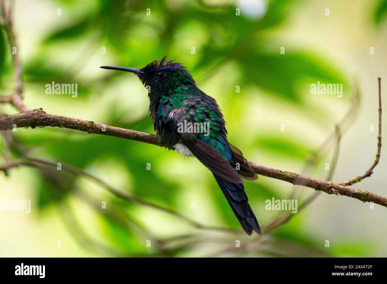 Brazilian tropical bird Stock Photo