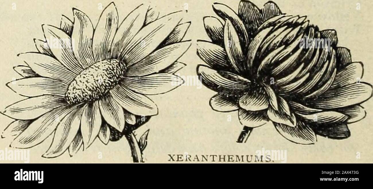 Agrostemma coronaria Atrosanguinea FLOWER SEEDS Rockeries and walls.