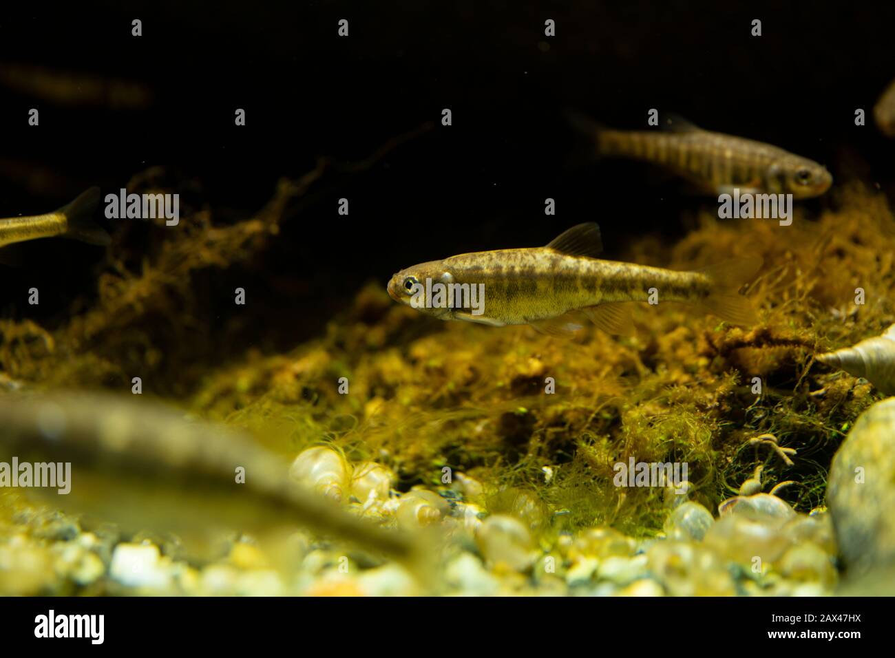Phoxinus phoxinus underwater, minnow swimming underwater Stock Photo