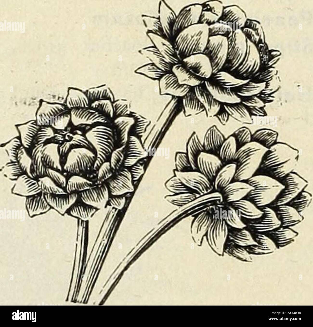 Agrostemma coronaria Atrosanguinea FLOWER SEEDS Rockeries and walls.