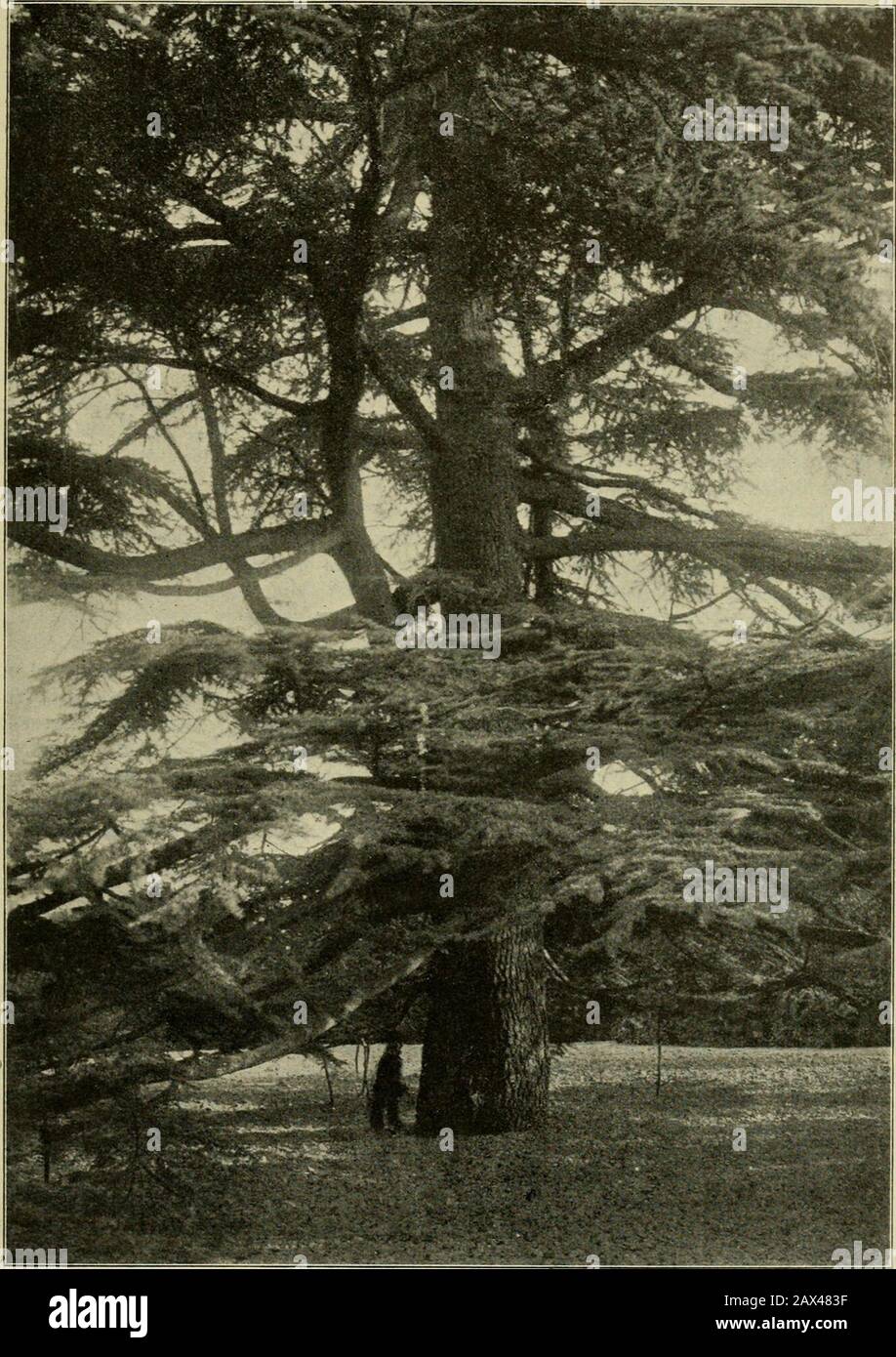 Mitteilungen der Deutschen Dendrologischen Gesellschaft . ie Bäume stehen, wie sie seinerzeit gepflanzt wurden,2,50 m auseinander. Die stärksten Exemplare der P. Jeffreyi besitzen eine Höhevon 13—14 m und einen Umfang in Brusthöhe von 88 cm bis i m, diejenigender P. ponderosa eine Höhe von 10—11 m und einen Umfang von i—1,13 m. Abwärtssteigend kamen wir durch einen Bestand der Nordmanns - Tanne(Abies Nordmanniana) des Kaukasus und der stufigen, etwas starren SpanischenTanne (Abies Pinsapo), die recht gut gedeihen. In der Tiefe des Tälchens stehenkränkelnde Cryptomeria japonica an einem magern Stock Photo