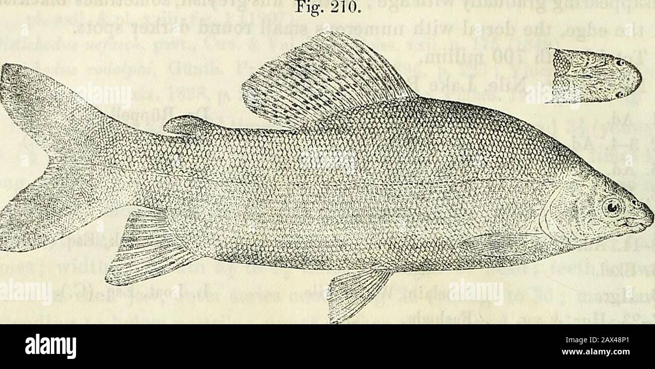 Catalogue of the fresh-water fishes of Africa in the British Museum (Natural History) . Riipp. Beschr. n. Fische Nil, p. 5 (1829).Distichodus nefasch, part., Cuv. & Val. Hist. Poiss. xxii. p. 175 (1849).Disticliodus rostratusj Grfihfh. Cat. Fish. v. p; 360 (1864), and Pethericks Trav. ii. p. 246, pi. iii. fig. B (1869) ; Bouleng. Ann. & Mag. N. H. (7) viii. 1901, p. 513, and Fish. Nile, p. 143, pi. xxiii. fig. 2 (1907).Distichodus martini, Steind. Sitzb. Ak. Wien, lxi. i. 1870, p. 549, pi. iii. fig. 2. Very nearly related to the preceding, differing only in the somewhatlarger scales, 83-98 j^j Stock Photo