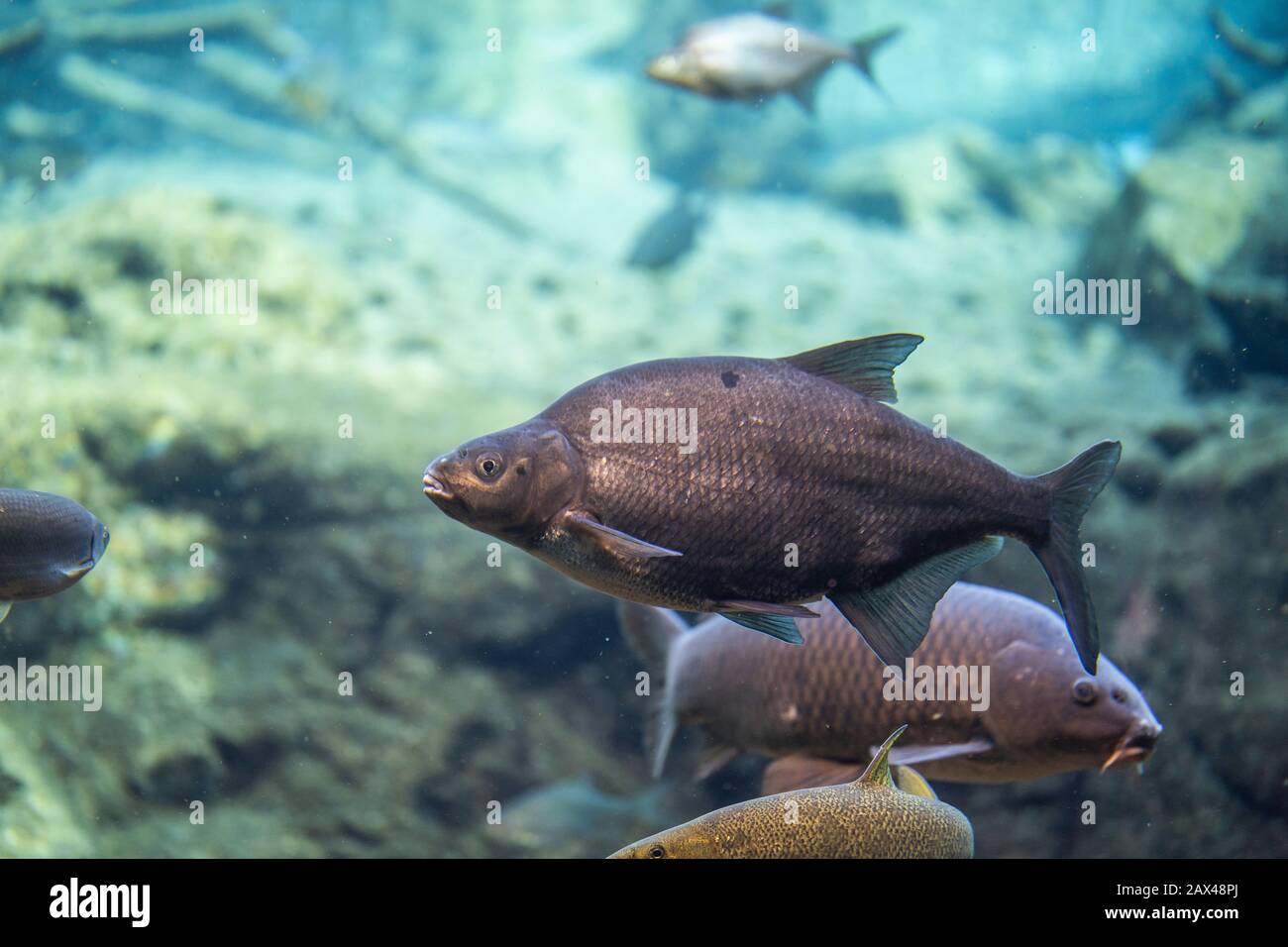 abramis brama underwater, Bream swimming underwater Stock Photo