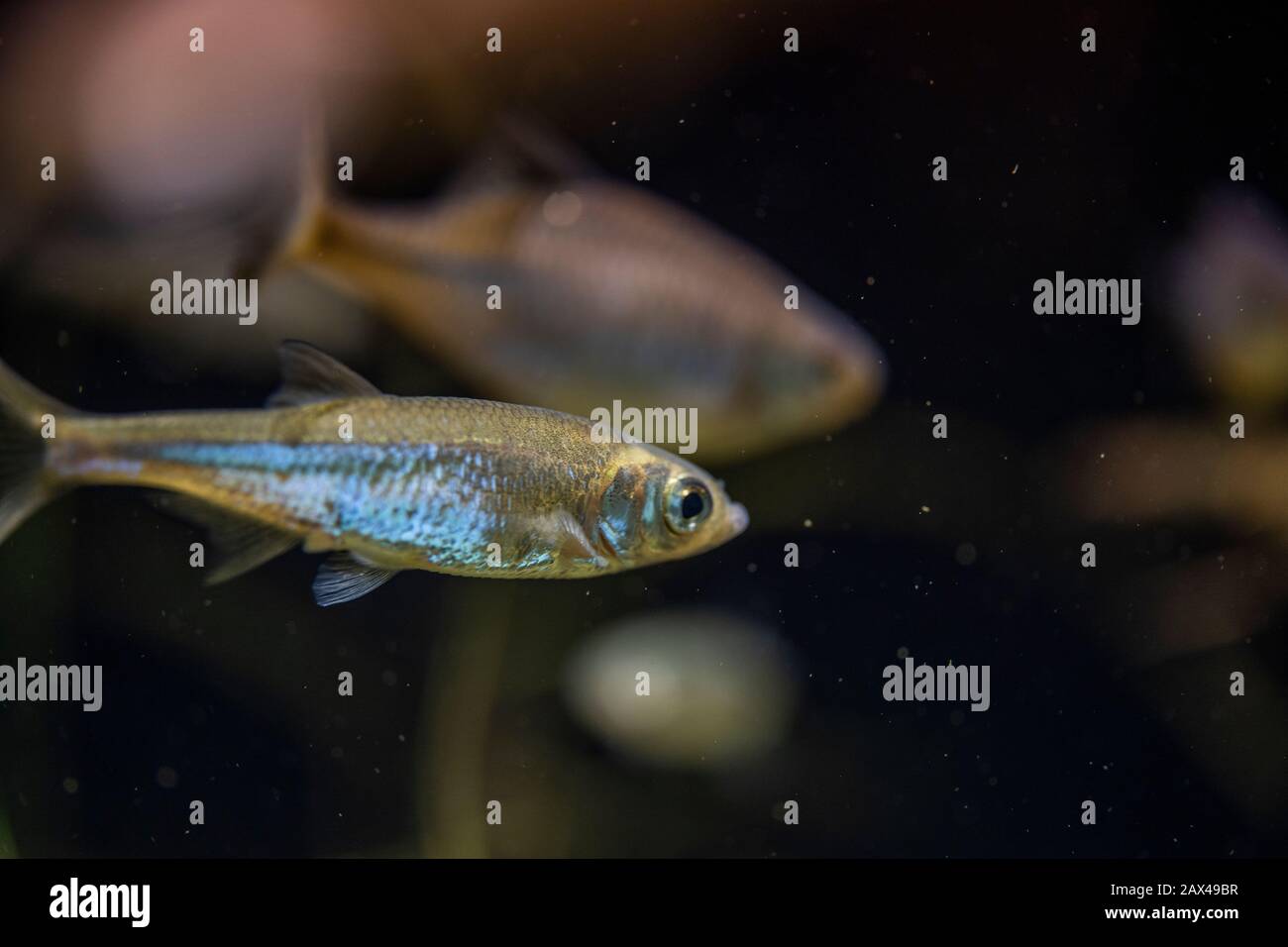 Leucaspius delineatus underwater, moderlieschen swimming underwater Stock Photo