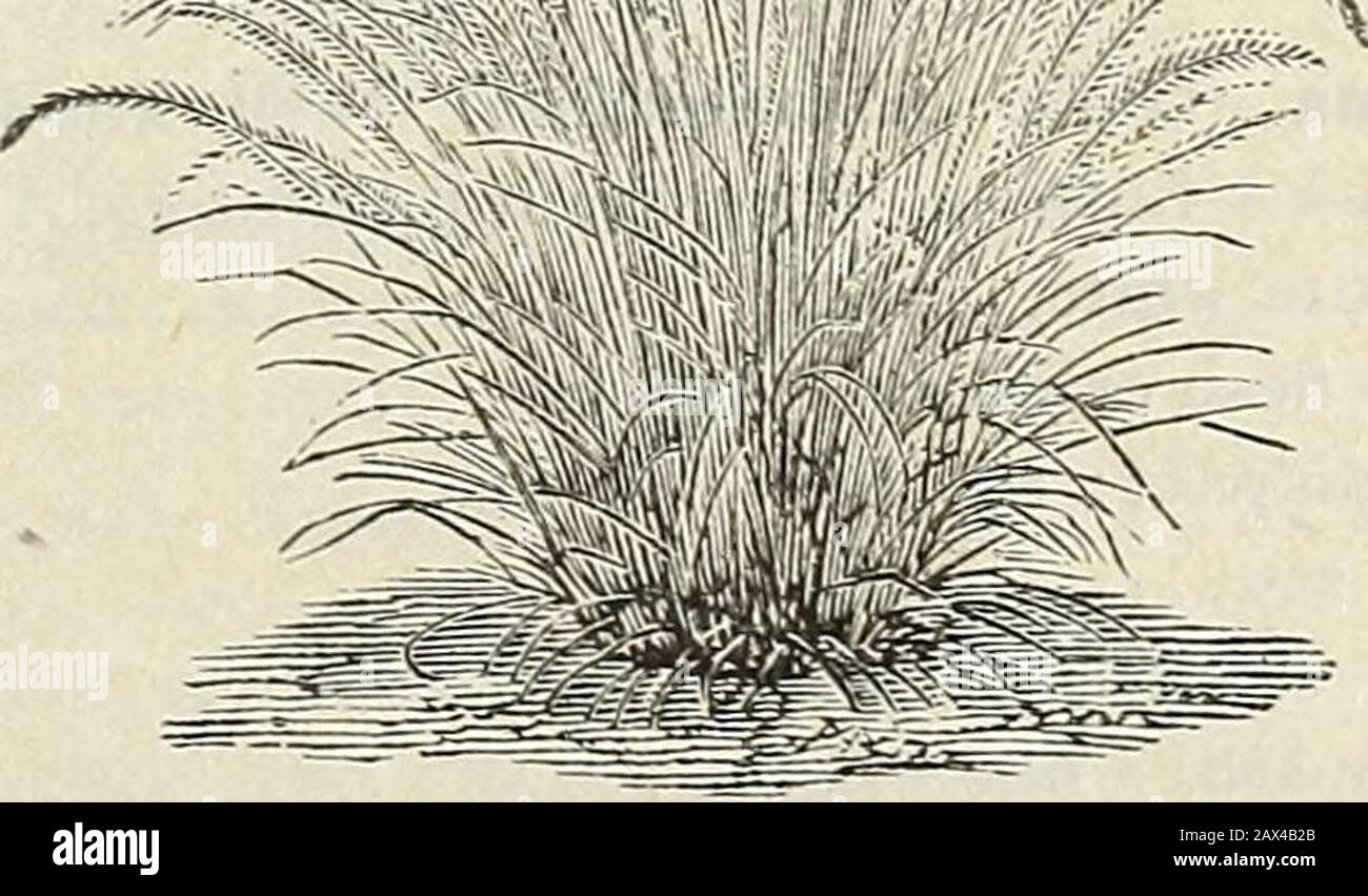 Spring catalogue of John Saul's new, rare and beautiful flower and garden seeds grown and imported by John Saul, Washington D.C1888 . Yucca. ...ul^ii, . Ornamental Graces, Agrostis pulchella;»A beautiful feathery grass $ 05 Andropogon argenteus; silvery plumes, perennial 10 Briza Maxima large quaking grass 05 Chrysurus cynosuroides; dwarf grass with feathery spikes 05 Coix lachryma; Jobs tears 05 Eragrostris elegans; Love grass, graceful habit 05 Erianthus ravennae; fine perennial grass 10 Eulalia japonica; an exceedingly graceful variegated grass 10 Gymnothrix japonica; hardy perennial grass. Stock Photo