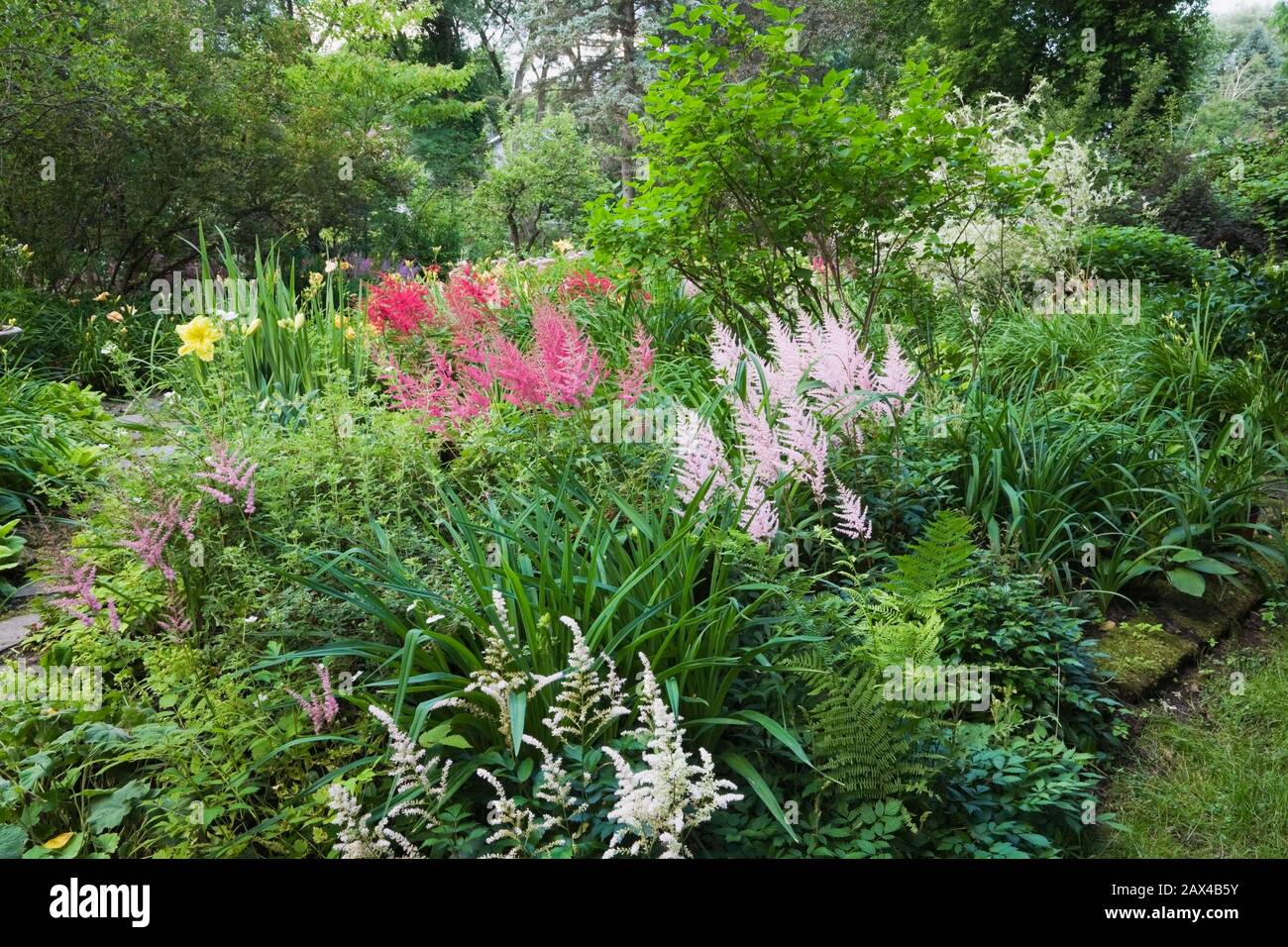 Border with white, pink and mauve Astilbes, yellow Hemerocallis - Daylily flowers in private backyard garden in summer Stock Photo