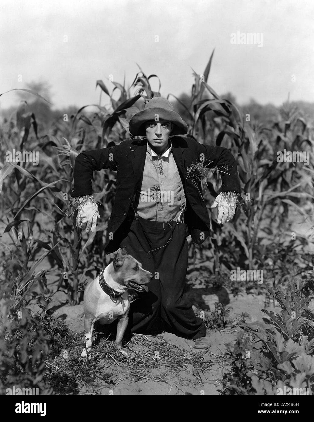 1924 ca , USA  : The american silent movie actor and director BUSTER KEATON ( 1895 - 1966 ) as a Scarecrow in a pubblicity still , near him his dog  - SILENT MOVIE - CINEMA MUTO  - portrait - ritratto -  regista cinematografico - attore  - comico   - COMICO -   ANNI VENTI - 20's - '20 - hat - cappello - paglia - campo di mais  - SPAVENTAPASSERI - spaventa passeri - field - country - campagna - cane  - collar - colletto  ----  ARCHIVIO GBB Stock Photo