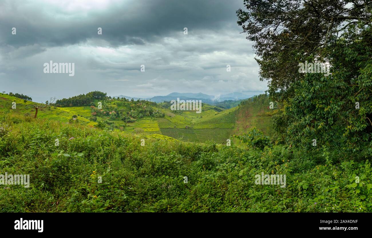 Panoramic view of countryside and fields in Bwindi Impenetrable Forest, Bwindi Impenetrable National Park, Kanungu district, Western Region, Uganda Stock Photo