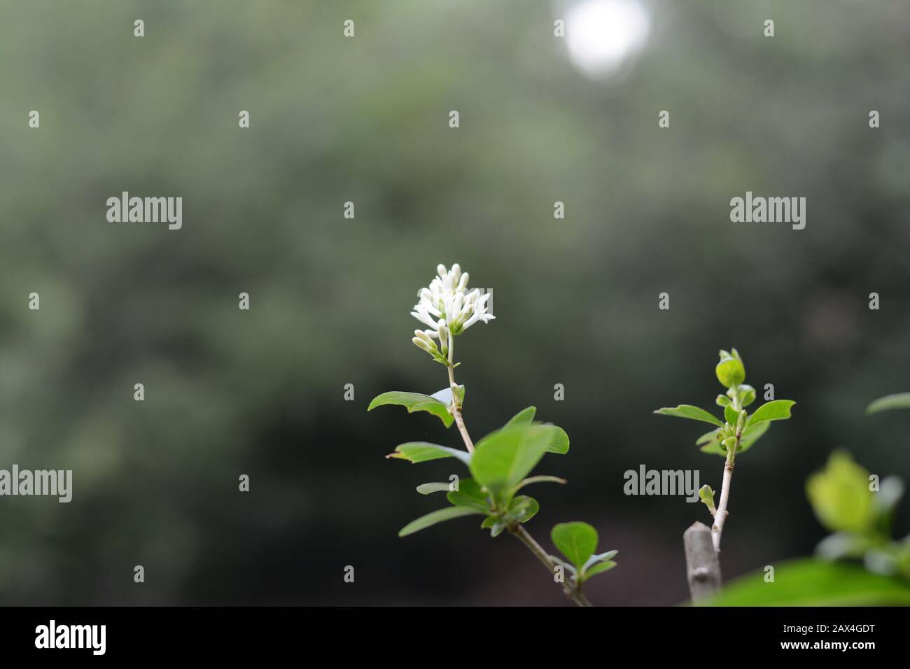 Flowers Ligustrum sinense with fine bokeh background. Stock Photo