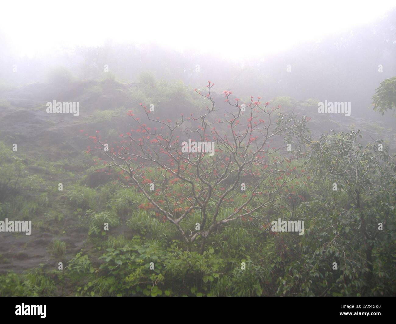 Indian erythrina hi-res stock photography and images - Alamy