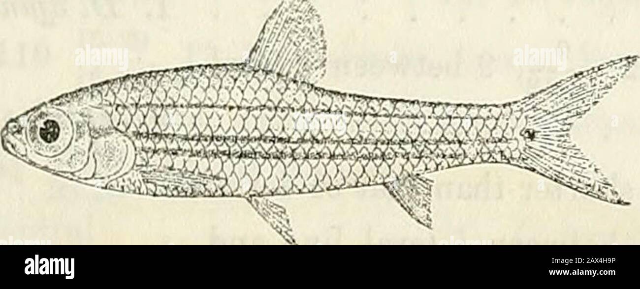 Catalogue of the fresh-water fishes of Africa in the British Museum (Natural History) . ales 32-36 in longitudinal series, 12 in transverse series,10 between dorsal and ventral; lateral line, if at all developed, restrictedto 4 to 8 scales. Back pale brown; a blackish lateral band, edgedabove with yellow, extends from the eye to the base of the caudal;the parts below the lateral band uniform yellow; base of caudal Total length 45 millim. Liberia, South Cameroon, Gaboon.—Types in Leyden Museum. 1. One of the types.2-14. Ad. & hor. 15. Skel. 16-25. Ad. & hgr. 26-27. Ad. Robertsfort, Liberia.Ja R Stock Photo