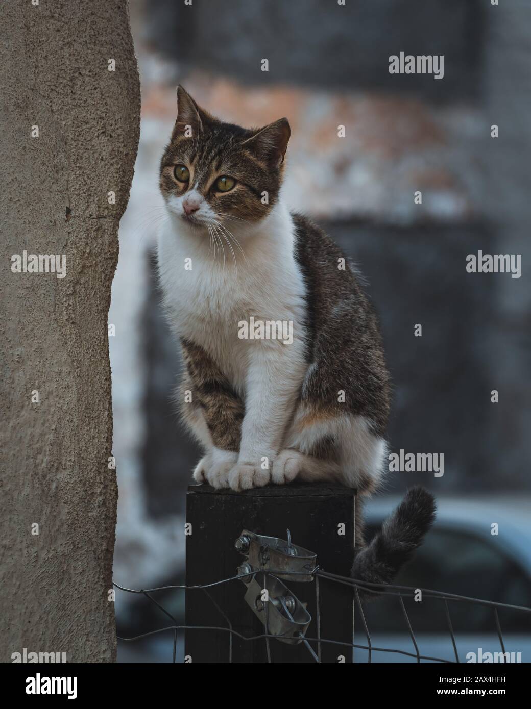 Kitten on a fence hi-res stock photography and images - Alamy