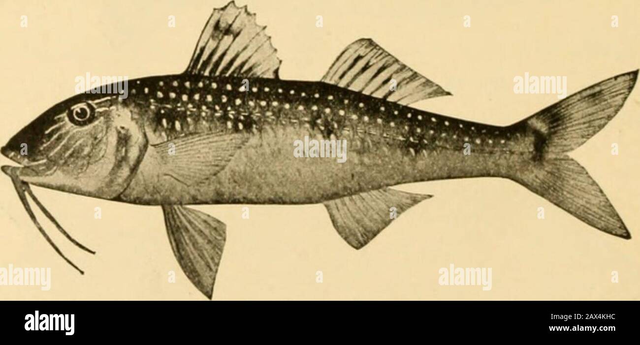Fishes . Fio. 98.—Pescado bianco, Chiroatoma humholdlianum (Val.). Citv of Mexico. Lake Chalco, prefer in general the large parrot-fishes (as Pseudoscarus jordaniin Hawaii), or else the young of mullet and similar species. Abundance of Food-fishes.—In general, the economical valueof any species depends not on its toothsomeness, but on itsabundance and the ease with which it may be caught and pre-. Fio. 99.—Red Goatfish, or Salinonete, Paeudupeneus maculalus Bloch.Family MuUida (SunnuUets). served. It is said that more individuals of the herring (Clupeaharengiis in the Atlantic, Clnpca pallasi Stock Photo