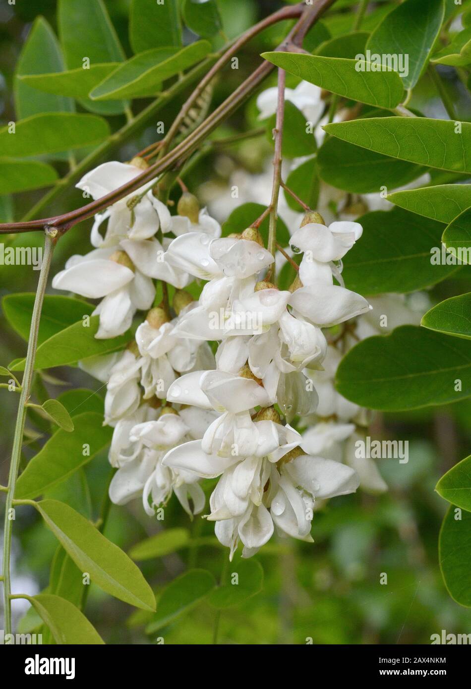 Abundant flowering acacia branch of Robinia pseudoacacia, false acacia
