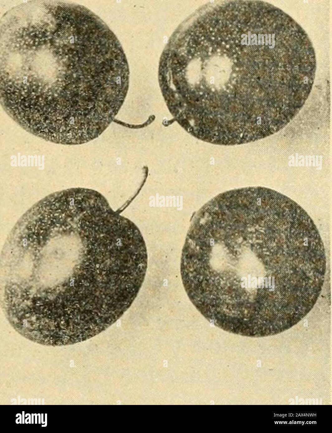Horticulture, a text book for high schools and normals, including plant propagation; . Fig. 158.—Golden Beauty plum. Fig. 159.—Milton plum. Careful planting is advised. Do not expose the roots to the airany longer than necessary. When the trees are received from thenursery they should be heeled in until the holes are dug. Putthem in a barrel containing some water and carry them in this wayon a sled or on a wagon to the place where they are to be planted. The roots are therefore wet when put into the hole and coveredwith soil. Firm the soil about the roots well, but leave a lightmulch on top. P Stock Photo