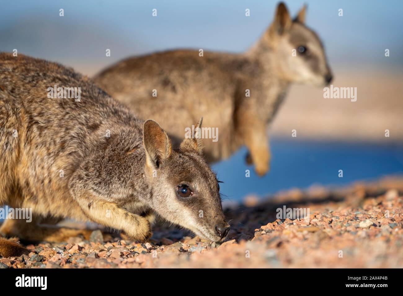 Allied rock-wallaby (Petrogale assimilis) amongst rocks on Ross River Dam wall. Stock Photo