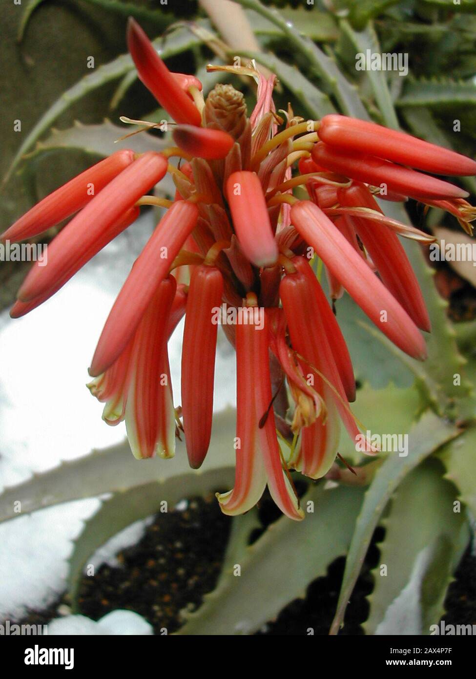 日本語 Imuzakが撮影したキダチアロエの花の写真 2 February 10 Original Upload Date 10年2月2日 Own Work Imuzak At Japanese Wikipedia Stock Photo Alamy