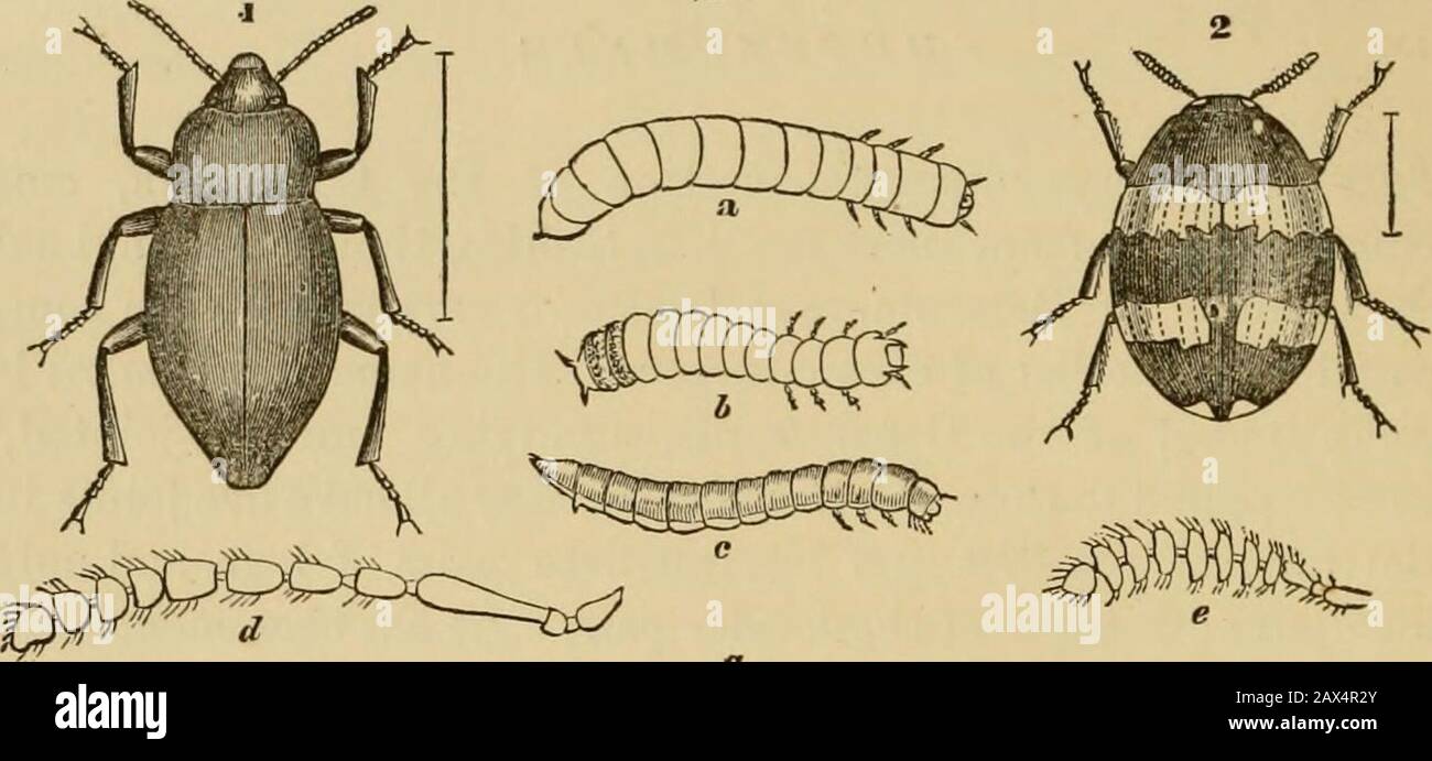 Insects at home; being a popular account of insects, their structure, habits and transformations . ike a row of beads on astring, and the mandibles are notched at their tips. The first family of this section is named Blaptidse, and itsmembers are known by the securiform, or hatchet-shaped lastjoint of the maxillary palpi, and the long femora of the hindlegs. The wings are not developed, and the elytra are solderedtogether. In England we only have one genus of this family,containing three species. That which we will take as our typeis the Churchyard Beetle [Blaps mortisaga), which is repre-sent Stock Photo