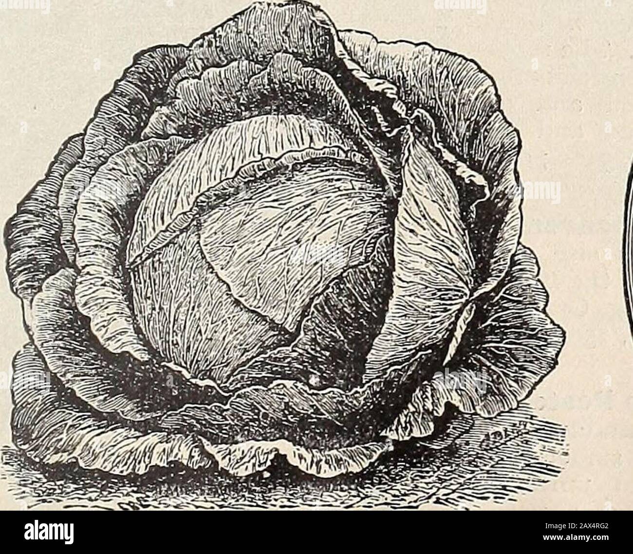 Cox seed and plant cocatalogue . lb., $1.50. Coxs Early Spring Cabbage — The early Cabbageof the San Francisco market gardeners; pointed orconical heads; very solid. It is superior to any of theearly Cabbages of the Eastern markets; sure to headand of the finest quality. Pkt., 5c; oz., 25c; % lb.,75c; lb., $2.00. Surehead Cabbage—This sort produces large,round flattened heads which are very uniform, veryhard and of fine texture, and weigh from 10 to 15pounds. It is a good keeper and shipper and of finequality; but its most important quality is its certaintyto head. Pkt., 5c; oz., 25c; % lb., 8 Stock Photo