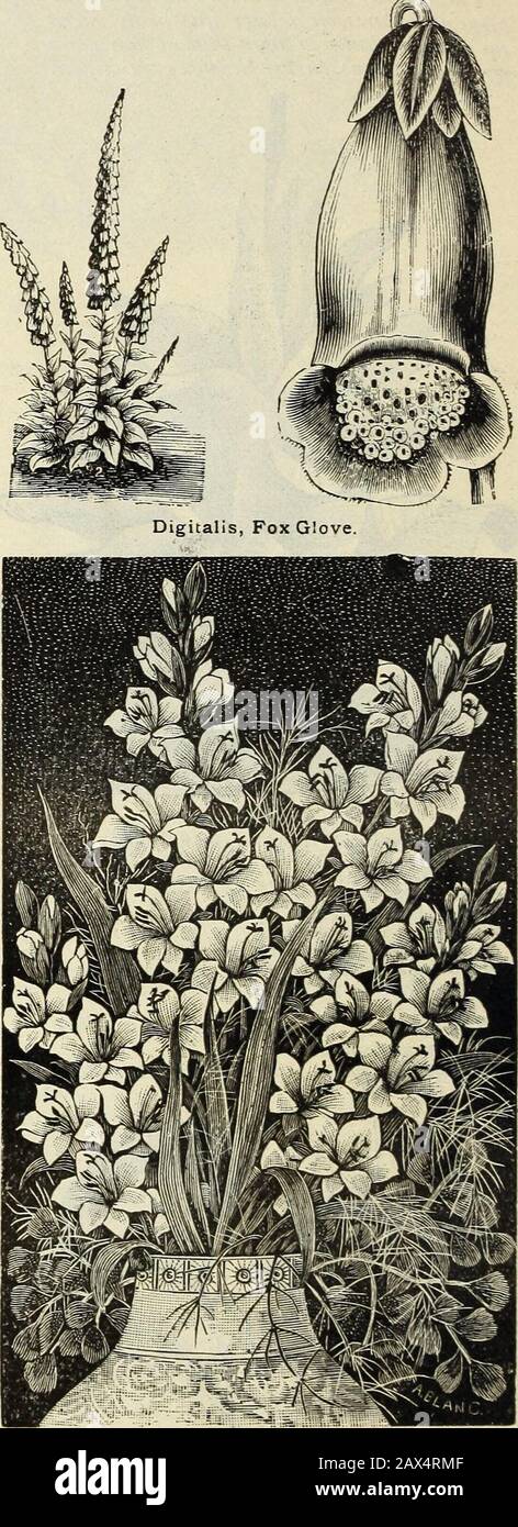Spring catalogue of John Saul's new, rare and beautiful flower and garden seeds grown and imported by John Saul, Washington D.C1888 . Dianthus, Heddewigii Dictamnus (FraxinellaK Fraxinella, rubra; red flowered 10 Alba; white flowered 10 Very fine hardy Perennials; grow tzao orthree feel high. Dahlias from our superb collection. Large flowers ro Pompone; very fine, mixed 10 Coccinea; single, very fine 10 Singles; all newest and finest varieties 20 Dracocephalum Ruyschiana var Japonicum. Flowersrich blue, grows about 18 inches to 2 feet; very handsome 10 Oesmodium Dillenia 10 Per pkt. Digitalis Stock Photo