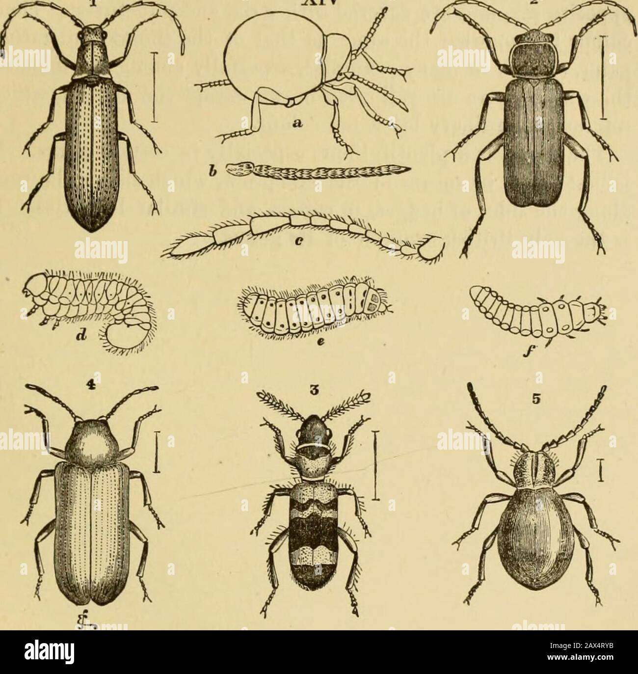 Voracious Insect Insects at home; being a popular account of insects, their structure ...