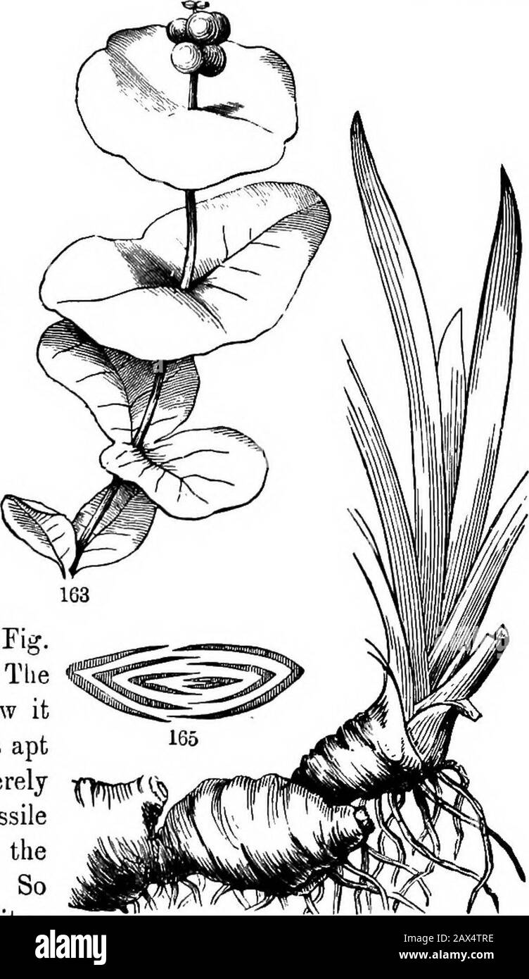 The elements of botany for beginners and for schools . Bellwort (Uvulai-ia perfoliata, Fig. 163) is a familiar illustration. Tlie lower and earlier leaves show it distinctly. Later, the plant is apt to produce some leaves merely clasping the stem by the sessile and heart-shaped base, and the latest may be merely sessile. So the series explains the peculiarity : 2g^ in the formation of the leaf the bases, meeting around the stem, grow together there. 159. Connate-perfoliate. Such are the upper leaves of true Honey-suckles. Here (Fig. 163) of the opposite and sessile leaves, some pairs,especiall Stock Photo