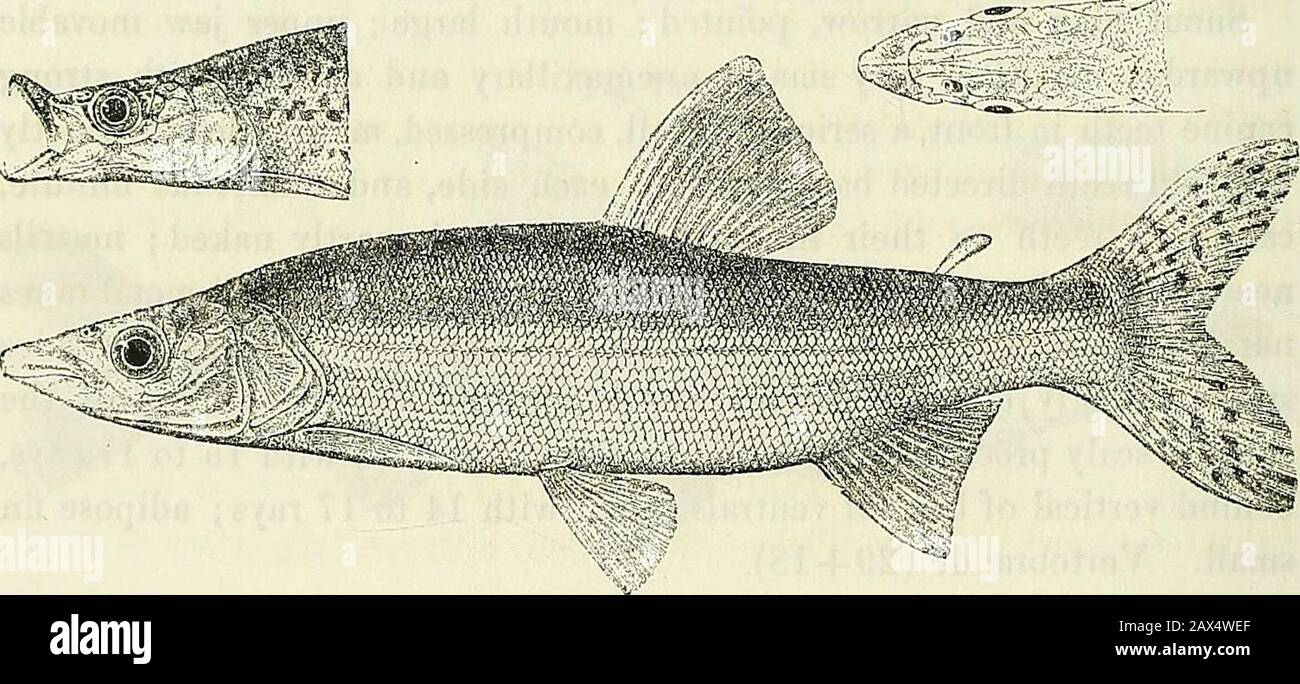 Catalogue of the fresh-water fishes of Africa in the British Museum (Natural History) . Iddhijohorm besse.White Nile (F. N..). §. Total length 190 millim. Lower Nile to White Nile; Chad Basin.—Types in Paris Museum. 1-2. Types of 1, microlepis.3. Ad.4-6. Ad. 7. Ad. 8. Ad. 9-23,24. Ad.&hgr.25. Skel. Khartum. Between Khartum and So bat.Goz Abu Gumah, White Nile.North of Kaka, White Nile.Fashoda, „ J. Petheriok, Esq. (P.). A. L. Butler, Esq. (P.).Mr. P. 0. Zaphiro (0.) ; W.N. McMillan, Esq. (I.).L. Loat, Esq. (C). rCHTHIOBORUS.— HEM1STICHODUS. 253 26-27. Ad. 28. Ad. 29. Hgr. 30. Ad. Polkom, Baro Stock Photo
