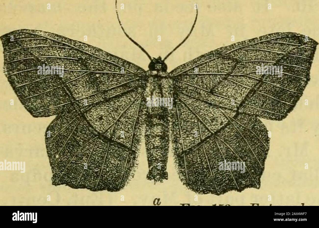 Fifth report of the United States Entomological Commission, being a revised and enlarged edition of Bulletin no7, on insects injurious to forest and shade trees . its white body and wingsand four deep golden-ocherous costal spots, with two lines running across the wings,these lines sometimes wanting. It expands an inch. 37. The large maple span-worm. Eutrapela transversata Packard. Feeding on the red maple in July, a large slender-bodied span-worm, the bodythickened behind, carinated on the sides; of a dark purple-brown mixed with red-dish ; a dorsal reddish-gray crescent-shaped spot on the mi Stock Photo