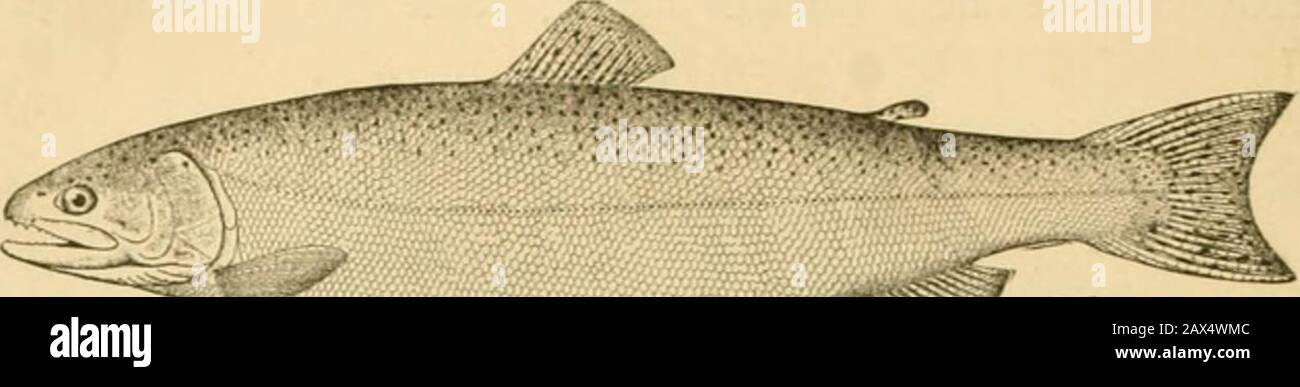 Fishes . Fig. 91.—Rangeley Trout, Salvelinus oqitassa (Girard). Lake Oquassa, Maine. charr (Salvelinus alpinus), the American speckled trout or charr{Salvelinus fontinalis), the Dolly Varden or malma (Salvelinusmalma), and the oquassa trout (Salvelinus oquassa). Scarcely 136 Fishes as Food for Man less attractive are the true trout, the brown trout, or forelle(Salino fario), in Europe, the rainbow-trout {Salino irideus).. Fig. 93 —Steelhead Trout, Salmo gairdneri Richardson. Columbia River. the steelhead (Salmo gairdneri), the cut-throat trout (Salmoclarkii), and the Tahoe trout (Salmo hcnshaw Stock Photo