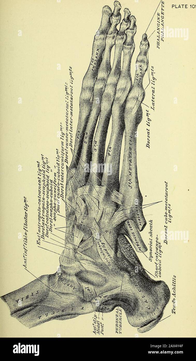 Practical Human Anatomy Electronic Resource A Working Guide For Students Of Medicine And A Ready Reference For Surgeons And Physicians E Liga Mentum Teres To Be Lodged Without Being Compressed 7 Cotyloid Attachment Practical Human Anatomy Electronic Resource A Working Guide For Students Of Medicine And A Ready Reference For Surgeons And Physicians E Liga Mentum Teres To Be Lodged Without Being Compressed 7 Cotyloid Attachment