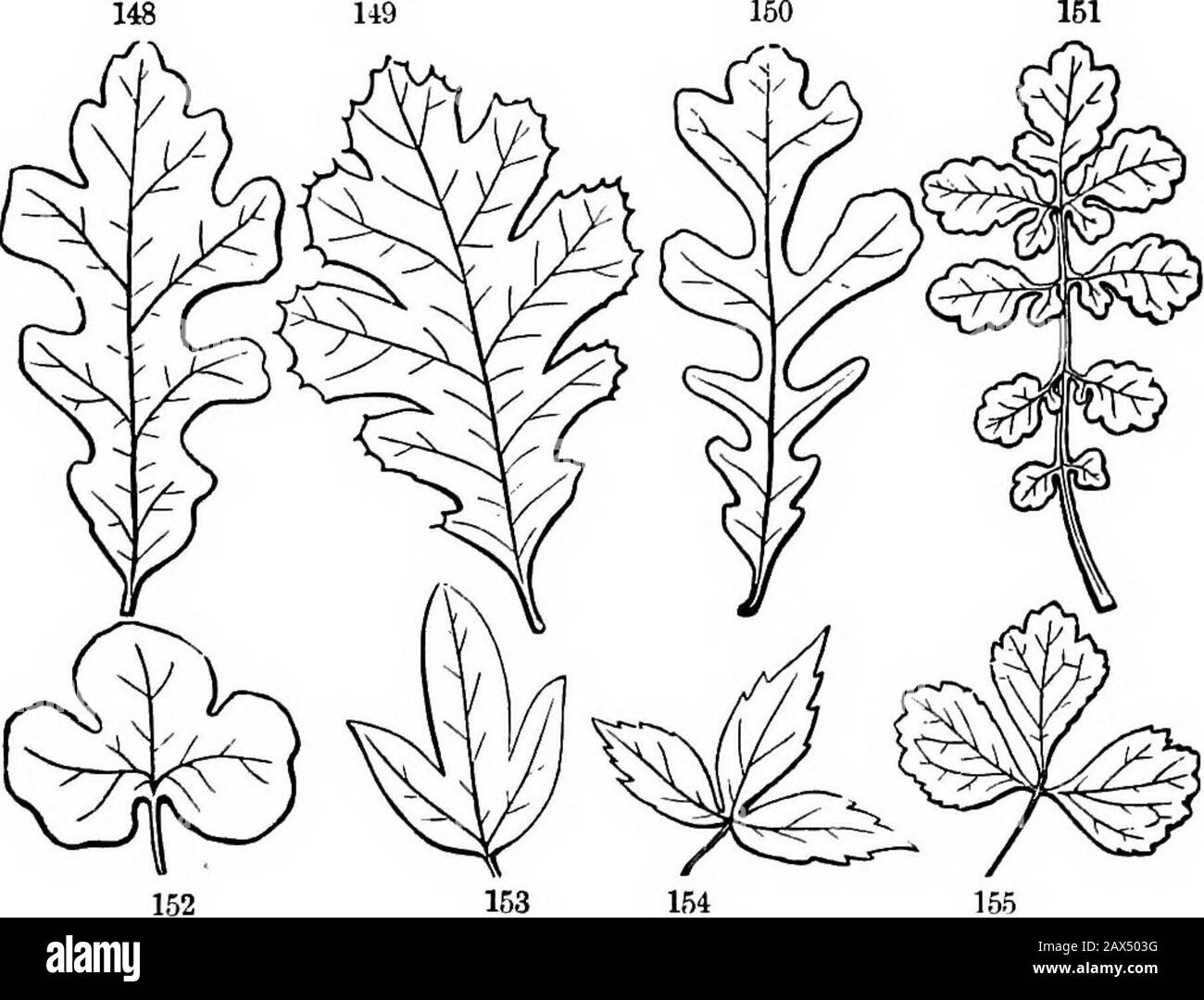 The elements of botany for beginners and for schools . former thenotches or incisions, or sinuses, coming between the principal veins or ribsare directed toward the midrib : in the latter they are directed toward theapex of tiie petiole ; as the figures show. 142. So degree and mode of division may be tersely expressed in briefphrases. Thus, in the four upper figures of pinnately veined leaves, thefirst is said to be pinnately lobed (in the special sense), the second pinnatelycleft (or pinnatifid in Latin form), the third pinnately parted, the fourthpinnately divided, or pinnatisected. 143. Co Stock Photo