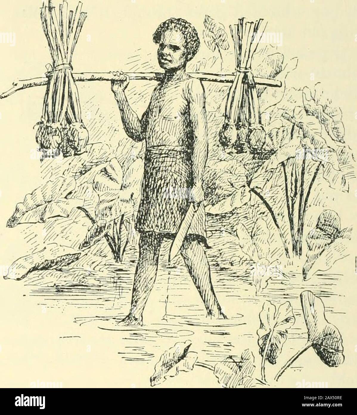 Fijian Feast High Resolution Stock Photography And Images Alamy