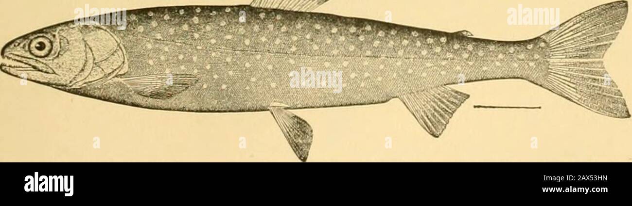 Fishes . Fig. 90.—Rainbow Trout, Salmo irideus Gibbons. Sacramento River, California. ifi^. Fig. 91.—Rangeley Trout, Salvelinus oqitassa (Girard). Lake Oquassa, Maine. charr (Salvelinus alpinus), the American speckled trout or charr{Salvelinus fontinalis), the Dolly Varden or malma (Salvelinusmalma), and the oquassa trout (Salvelinus oquassa). Scarcely 136 Fishes as Food for Man less attractive are the true trout, the brown trout, or forelle(Salino fario), in Europe, the rainbow-trout {Salino irideus). Stock Photo