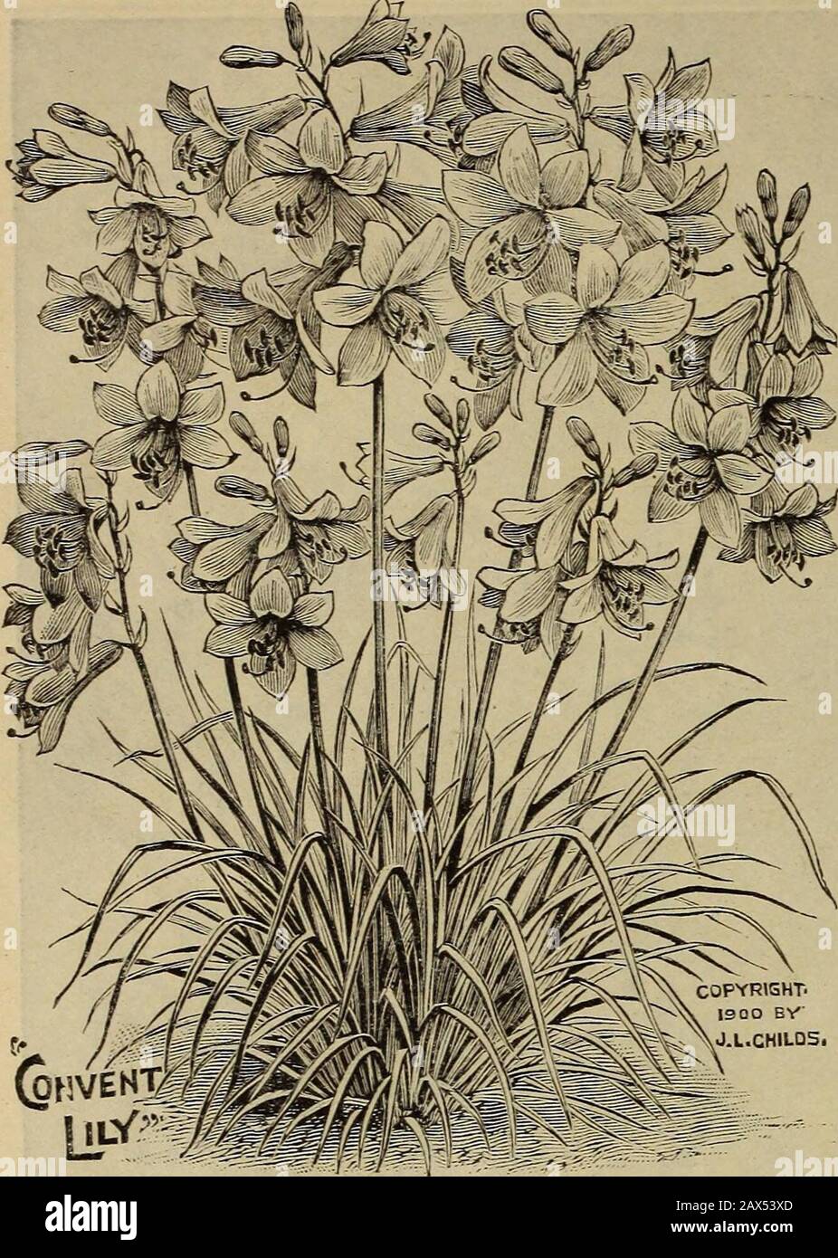 Childs' catalogue of fall bulbs that bloom plants, seeds, shrubs, fruits etcwith a treatise on the culture of bulbs indoors and out. . 56 JOHN LEWIS CHILD3, FLORAL PARK, N. Y.. Goi)Ver)t Lily. The equal of this plant(AnthuricumLiliastricum Major)is found only among some of the rare and high priced Lil-ies. Each plant sends up many tall flower stems, eachbearing a quantity of very large, pure white flowers, sur-passing the white Day Lily in size and beauty- Quite aspretty, in fact, as the Bermuda Easter Lily. Will attractgreat attention and is unsurpassed for cutting. A grandgood thing, and per Stock Photo