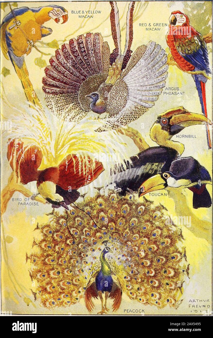 Brilliant Plumage: Louis C. Tiffany's Peacock Designs