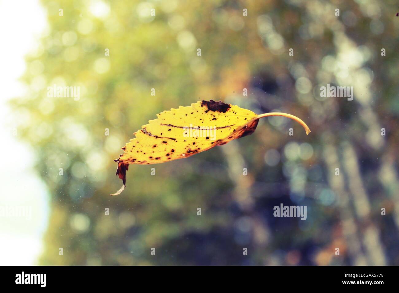 yellow leaf Stock Photo