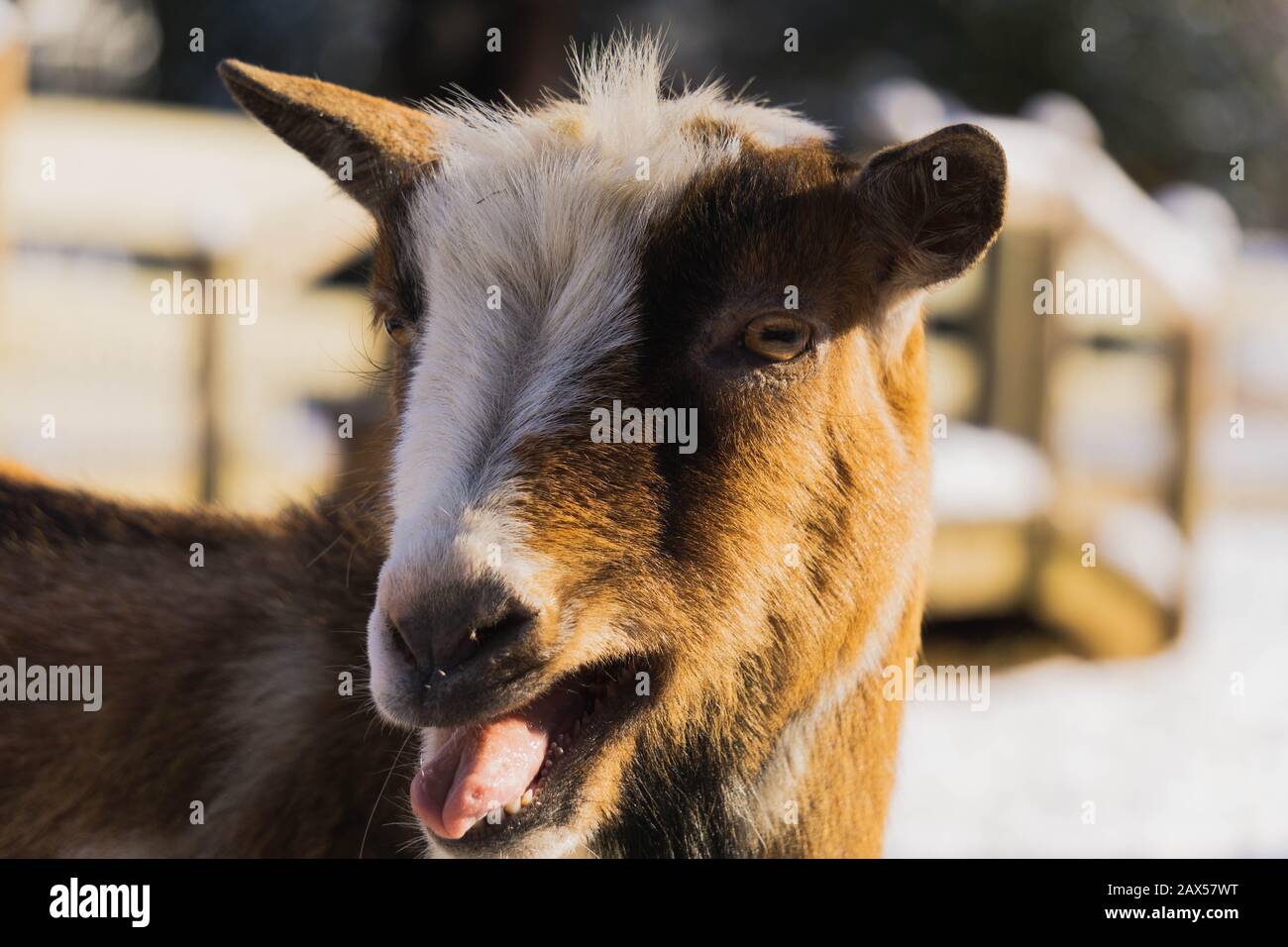goat with mouth open Stock Photo Alamy