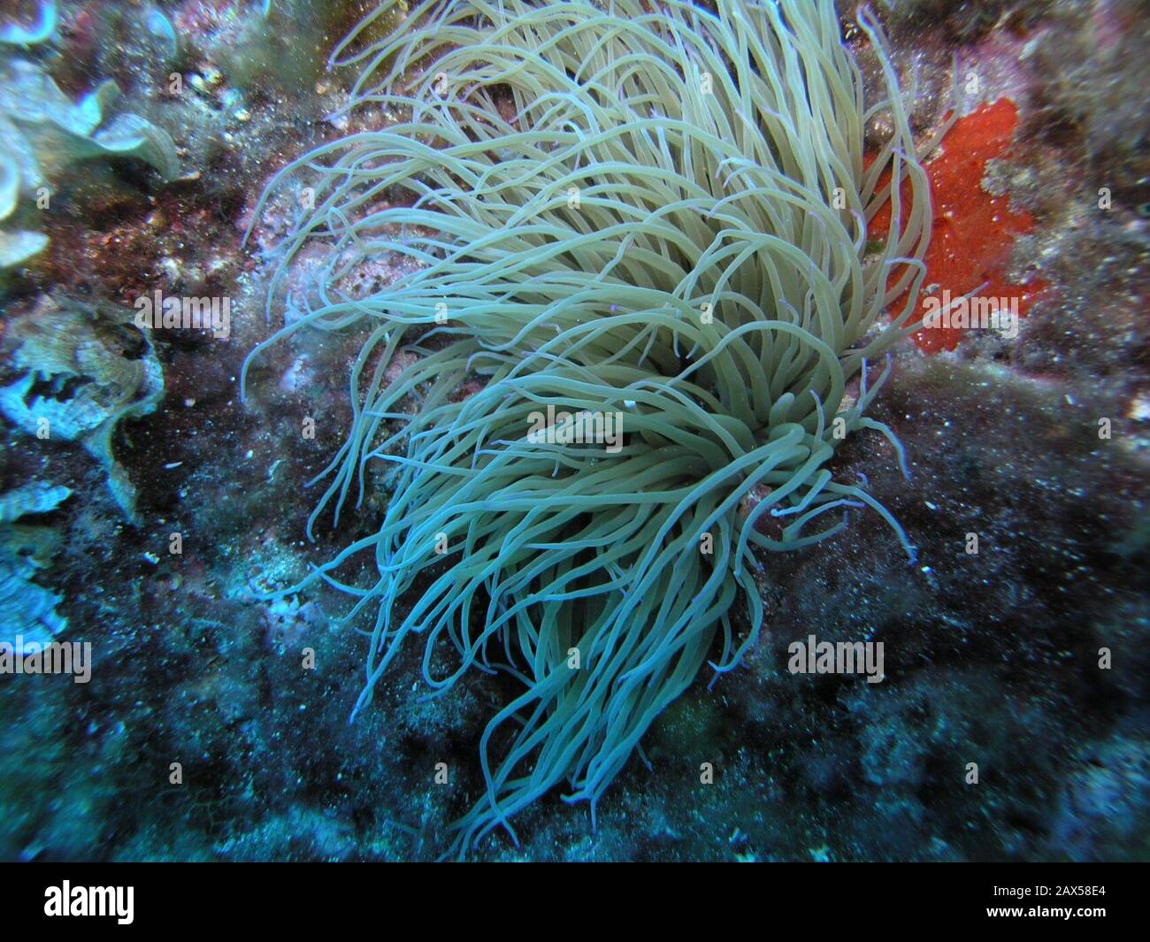 Anemone Di Mare High Resolution Stock Photography And Images Alamy