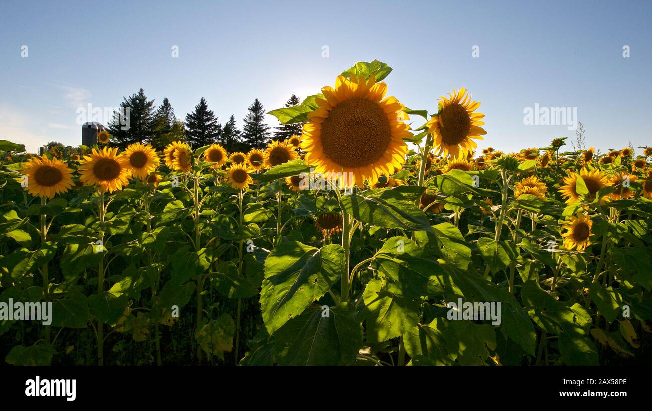 field of blooming sunflowers with a blue sky background Stock Photo - Alamy