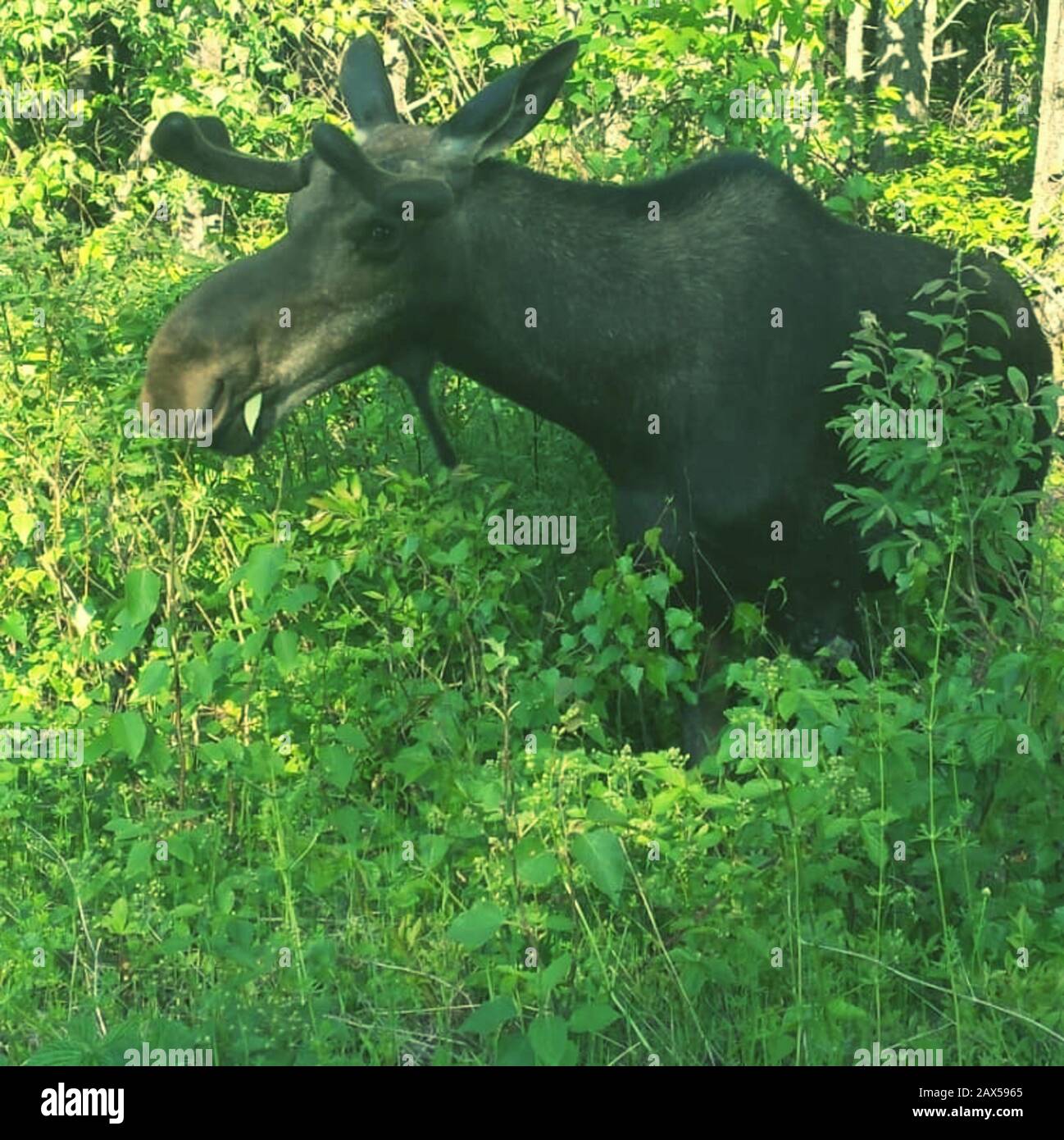 Swamp donkey hires stock photography and images Alamy